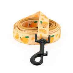 Collarlogo Adjustable Pet Dog Collar Durable Soft Cute Creative Orange Design Leash Neoprene Padded Harness Poop Bag Dispenser