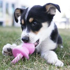 KONG Puppy Binkie Color Varies S/M