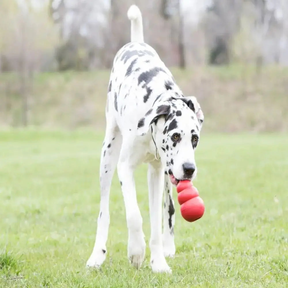 New Classic Kong Dog Toys Erratic Bounce Stuffable Chew Toy Durable Rubber Fetch Toy